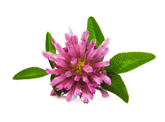 clover flower isolated on white