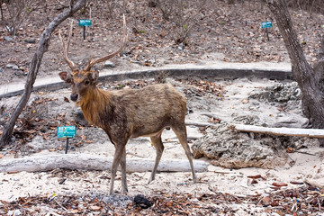 Deer with big horns on sand
