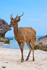Deer standing on a sandy beach near to seacoast..