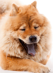 Chow Chow qui baille