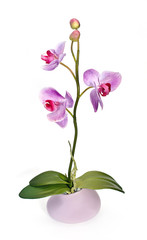 Orchid isolated