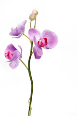 Obraz na płótnie Canvas różowa orchidea na białym