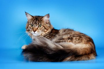 Maine coon on blue background