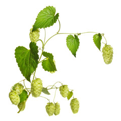 hop branch isolated on white