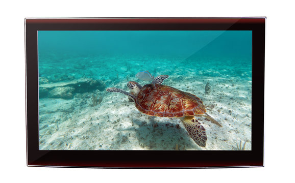 Green turtle snorkeling in Caribbean Sea on the flat TV display