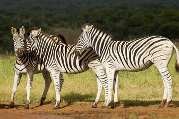 Fototapeta na wymiar Zebra's playing