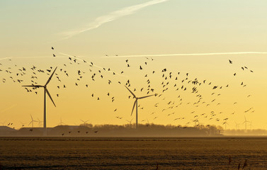 Wind energy and flying birds at sunrise - obrazy, fototapety, plakaty