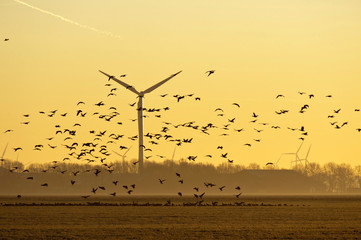 Wind energy and flying birds at sunrise © Naj