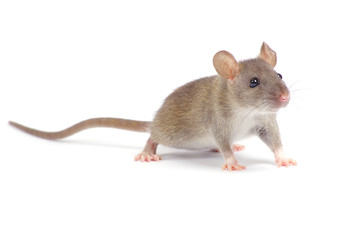 rat