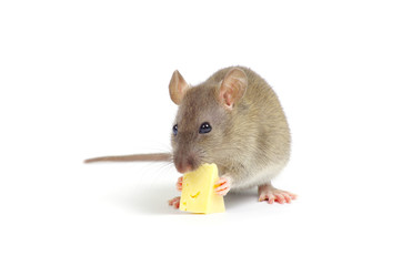 rat