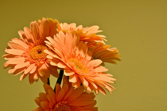 Gerbere Photos Royalty Free Images Graphics Vectors Videos Adobe Stock