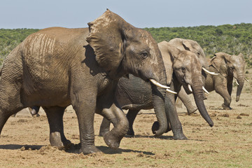 Fototapeta na wymiar Running elephants
