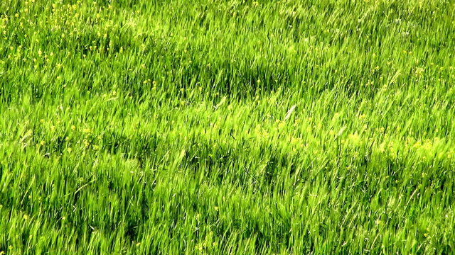 summer landscape of rye field