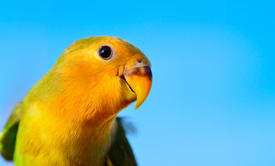 Close up faced lovebird and blue sky