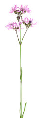 Ragged robin, lychnis flos-cuculi isolated on white background
