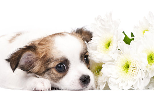 adorable Chihuahua puppy with flowers close-up
