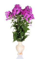 bouquet of phlox in vase isolated on white