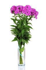 bouquet of phlox in vase isolated on white