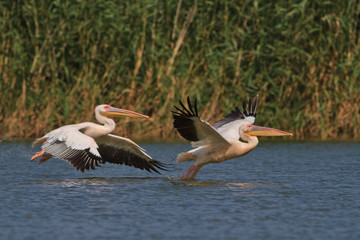 Fototapeta na wymiar białe pelikany w locie