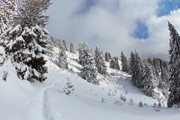 forest with pines in winter