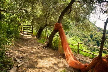 Türaufkleber Piantagione di olive © Pixelshop