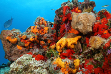 Fototapeta na wymiar Beautiful Coral Reef - Cozumel