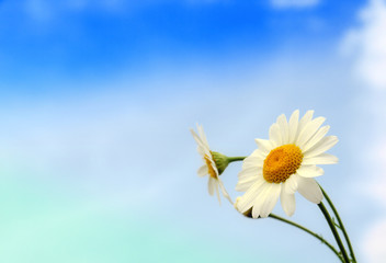 daisy in sky