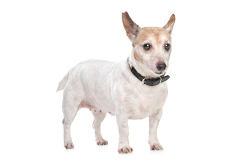 Jack russel terrier