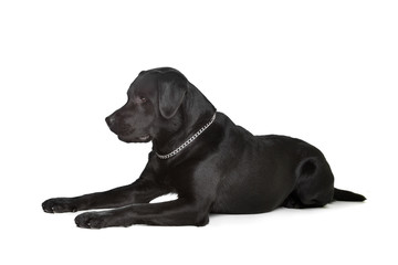 black Labrador