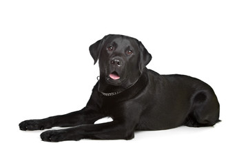black Labrador