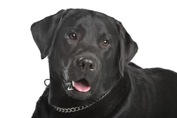 black Labrador