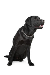 black Labrador