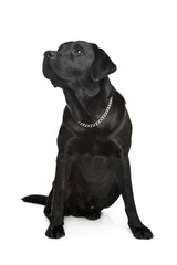 black Labrador