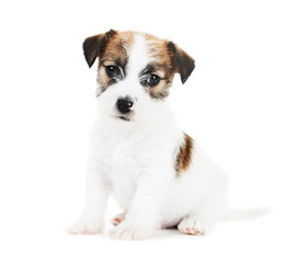 one little jack russel terrier puppy