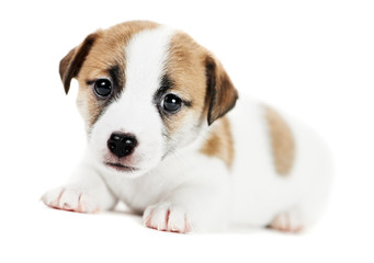 one little jack russel terrier puppy