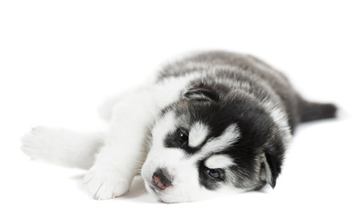 one Siberian husky puppy © Kadmy