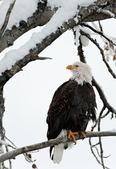 Bald eagle perched on branch
