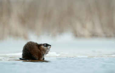 Yawning  muskrat (Ondatra zibethicus)  on the edge of the ice