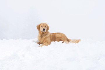 Golden Retriever Dog in the snow
