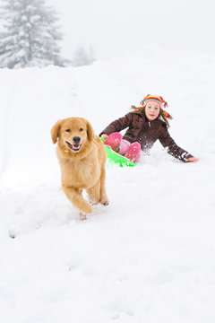 Golden Retriever Dog pulling a child on a snow sled