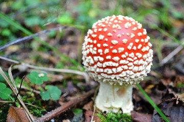 Amanita muscaria