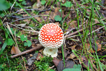 Amanita muscaria