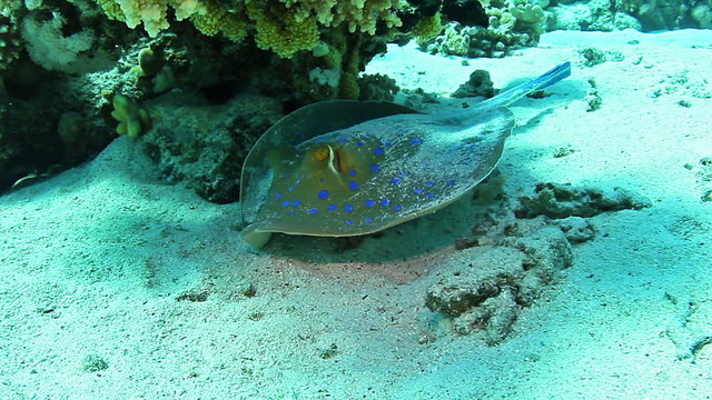 Blue spotted stingray