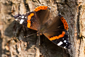 Red Admiral (Vanessa atalanta)