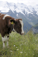 Fototapeta na wymiar Cow with bell in Bernese Oberland, Switzerland