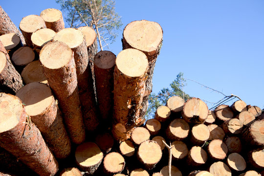 Deforestation after the squall