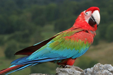 Ara chloroptère © Marie