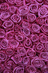Obraz premium group of pink roses