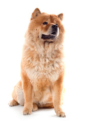 femelle Chow Chow assise