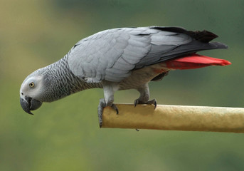 Perroquet gris du Gabon